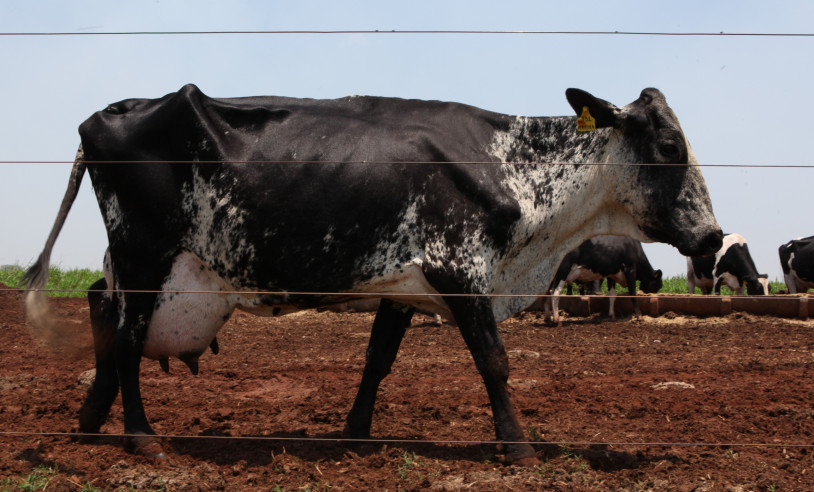 ASN Goiás - Agência Sebrae de Notícias