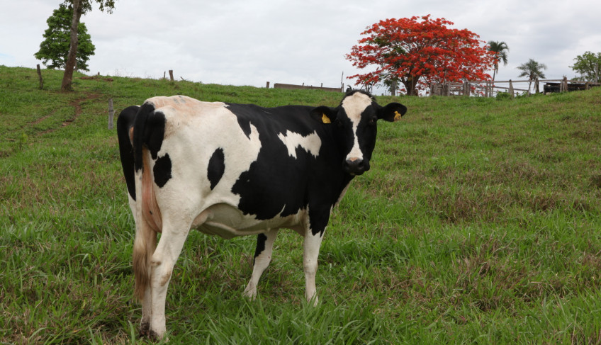 ASN Goiás - Agência Sebrae de Notícias