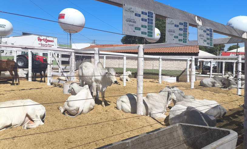 ASN Goiás - Agência Sebrae de Notícias