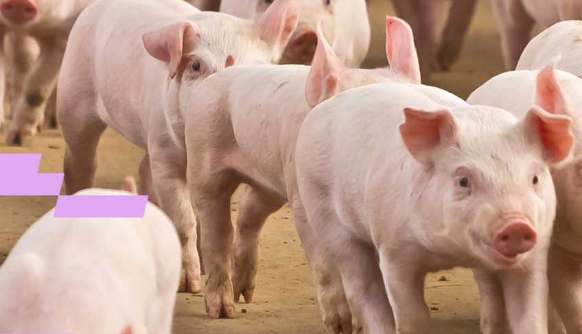 ASN Goiás - Agência Sebrae de Notícias